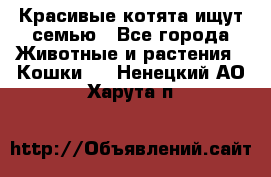 Красивые котята ищут семью - Все города Животные и растения » Кошки   . Ненецкий АО,Харута п.